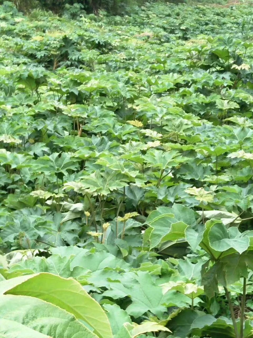 正宗青皮大通草半风干种子（送技术资料一份）