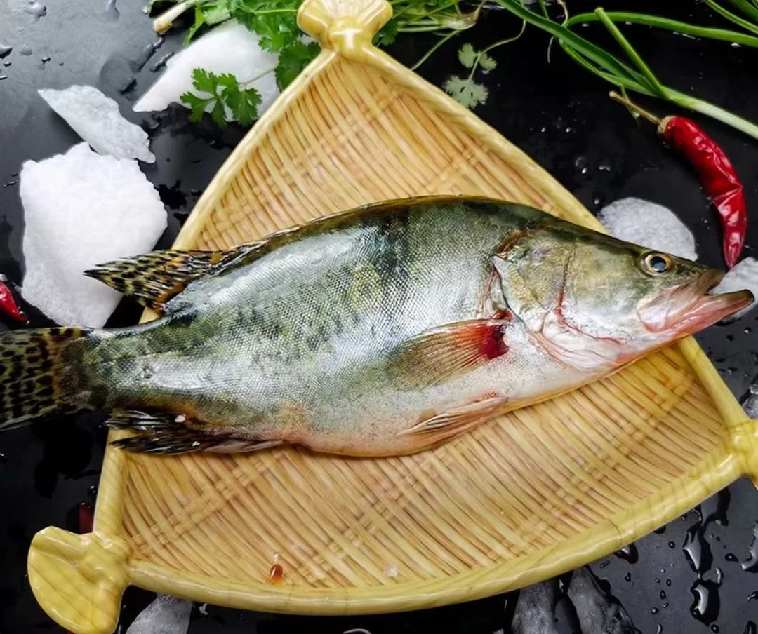 活鲑鱼一条1.5斤以上
