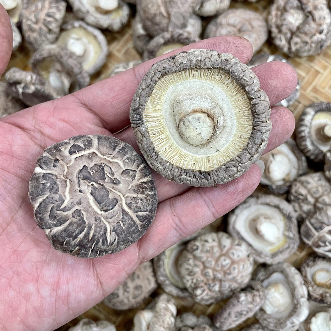 【干货】精选靓花菇