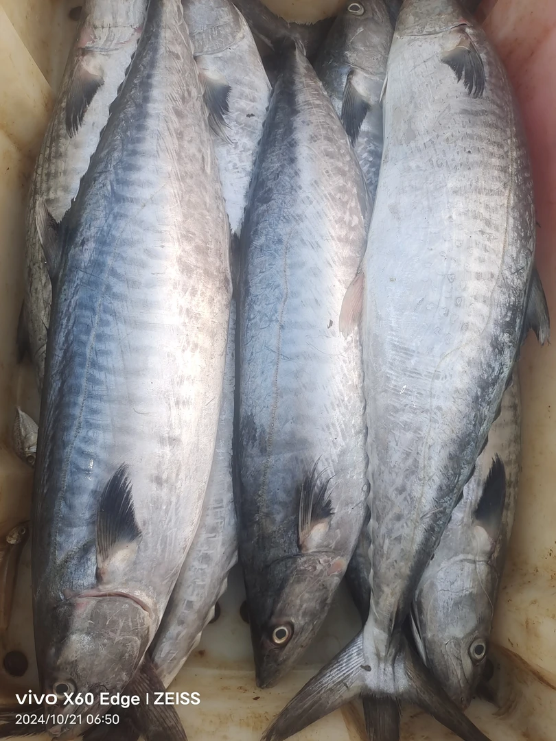 北海海捕马鲛鱼深海海捕拔鱼
