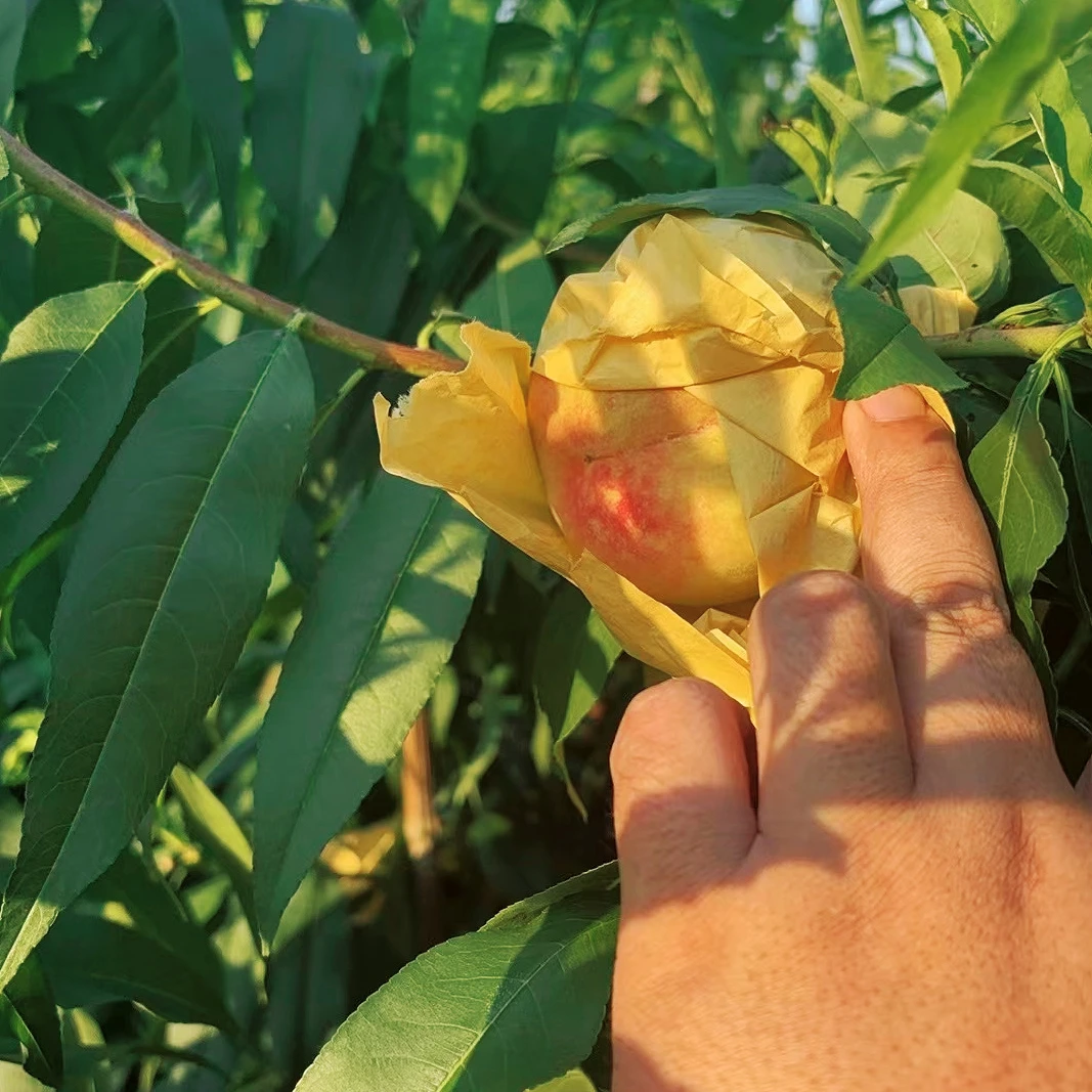 南汇大团正宗玉露水蜜桃