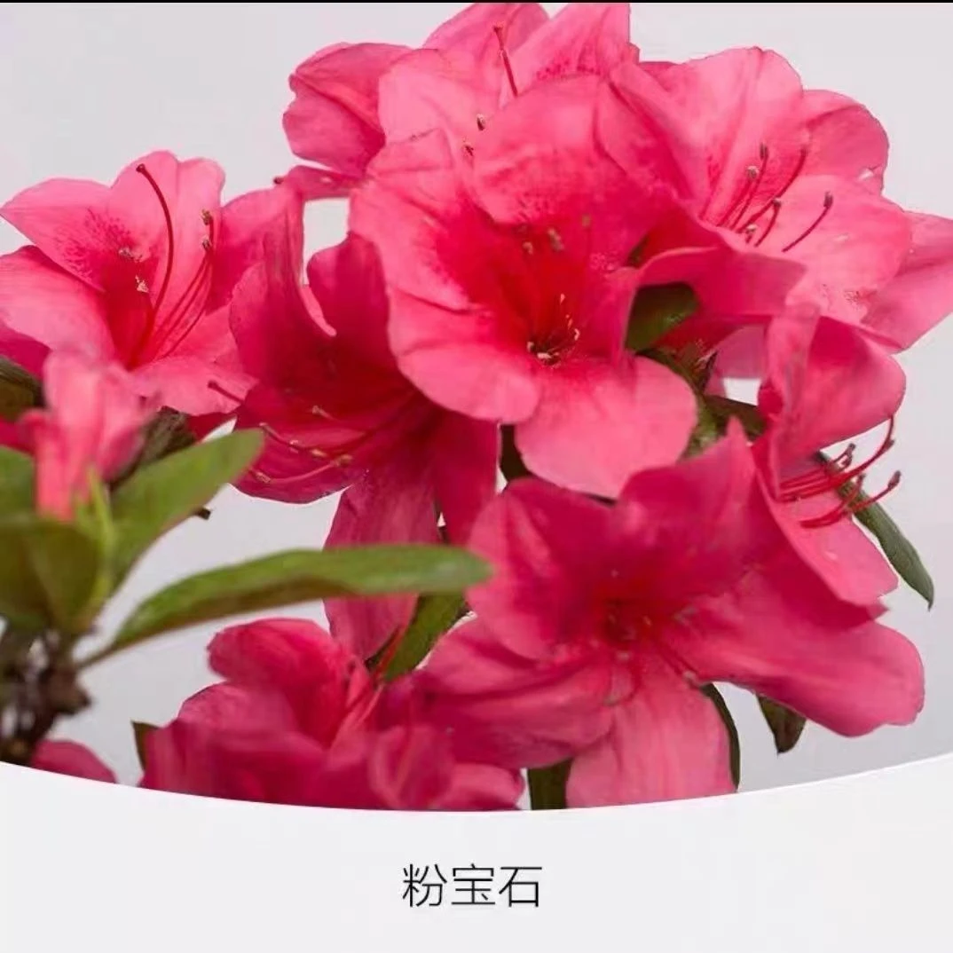 粉宝石 安库杜鹃勤花爆盆庭院阳台绿植室内植物耐寒花卉杜鹃酷