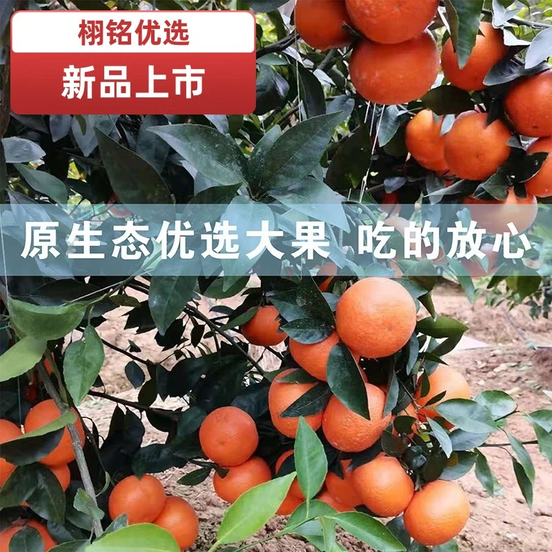 广东沃柑多规格 自然成熟水果新鲜当季蜜橘柑橘砂糖橘子桔子柑橘