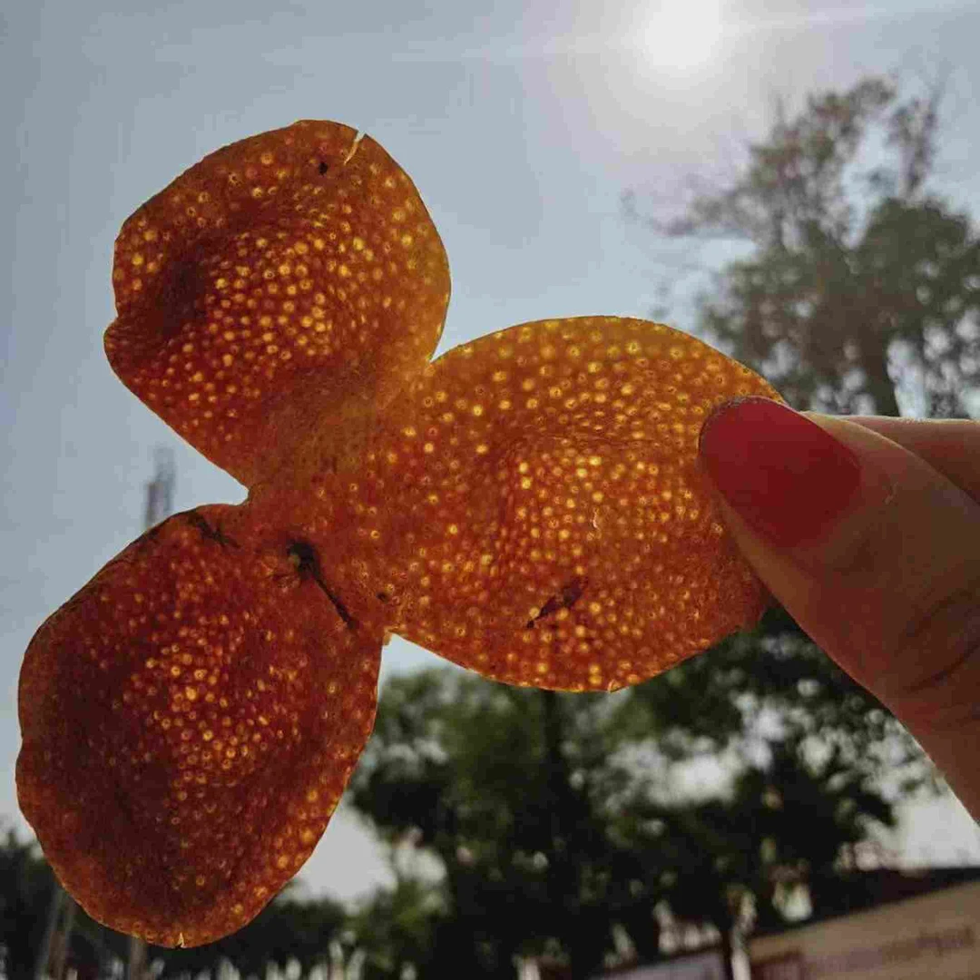 2023【杰选陈皮】红皮 新皮 通货 简装 250g 拍一发二