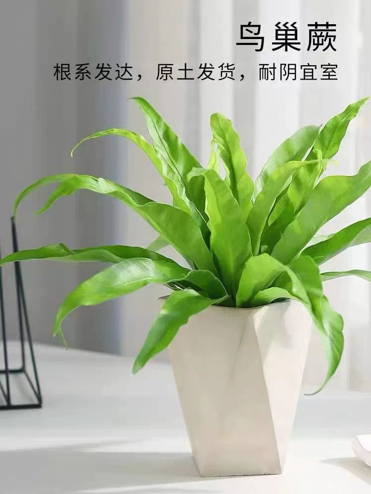 鸟巢蕨类盆栽室内阳台客厅办公室桌面好养植物净化空气吸甲醛绿植