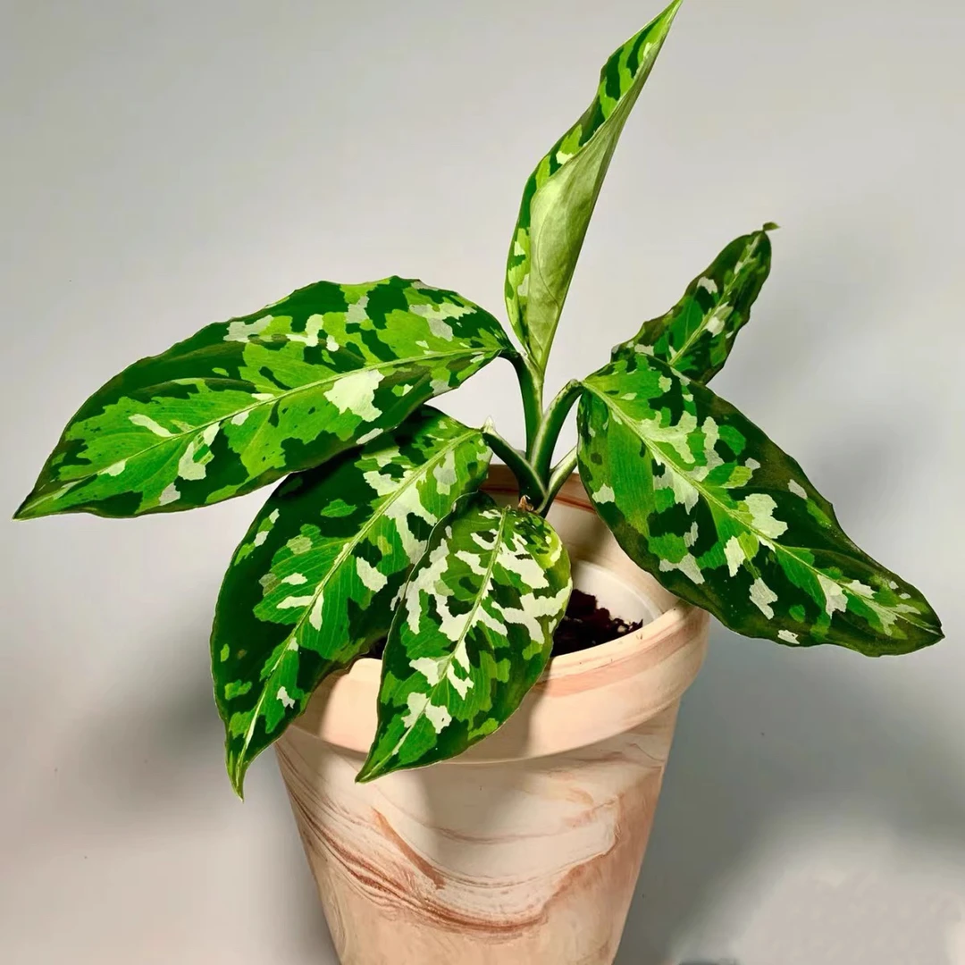 安曼达迷彩粗肋草 安达曼粗勒草 雨林植物 热植室内新奇盆栽