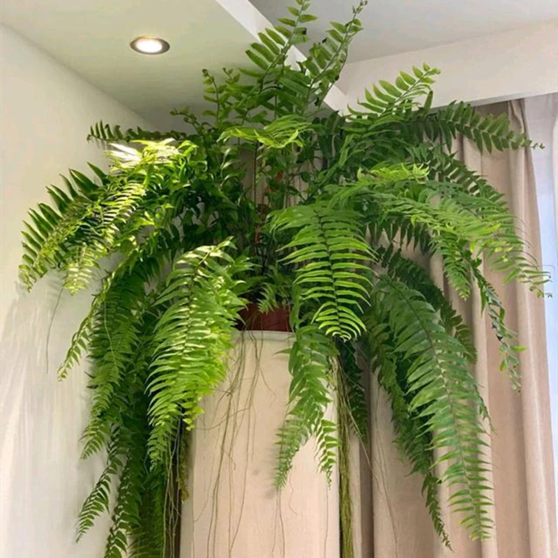 霸王蕨壁挂悬挂植物客厅书房办公室盆栽园林花园造景净化空气好养