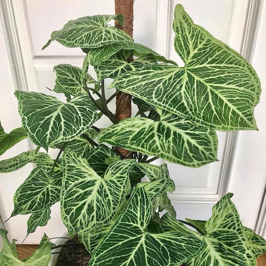 巴布迪纹合果芋/SyngoniumBatik｜室内ins网红耐阴好养绿植