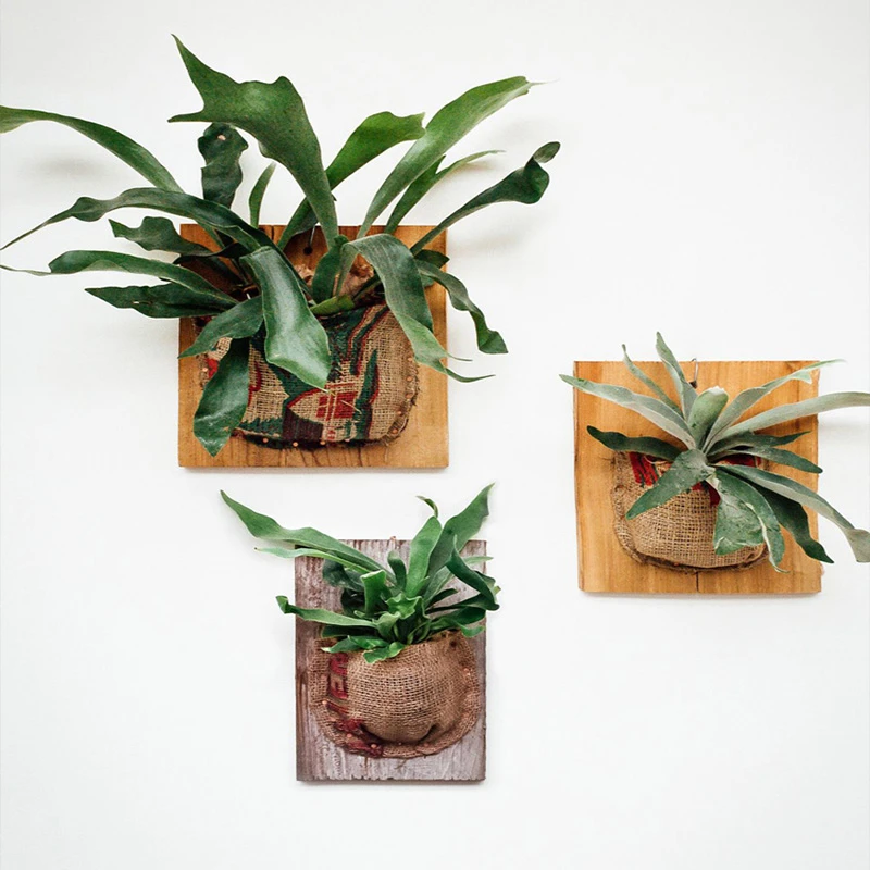 鹿角蕨室内欧美风网红ins蕨类植物可垂挂植物二岐鹿角蕨