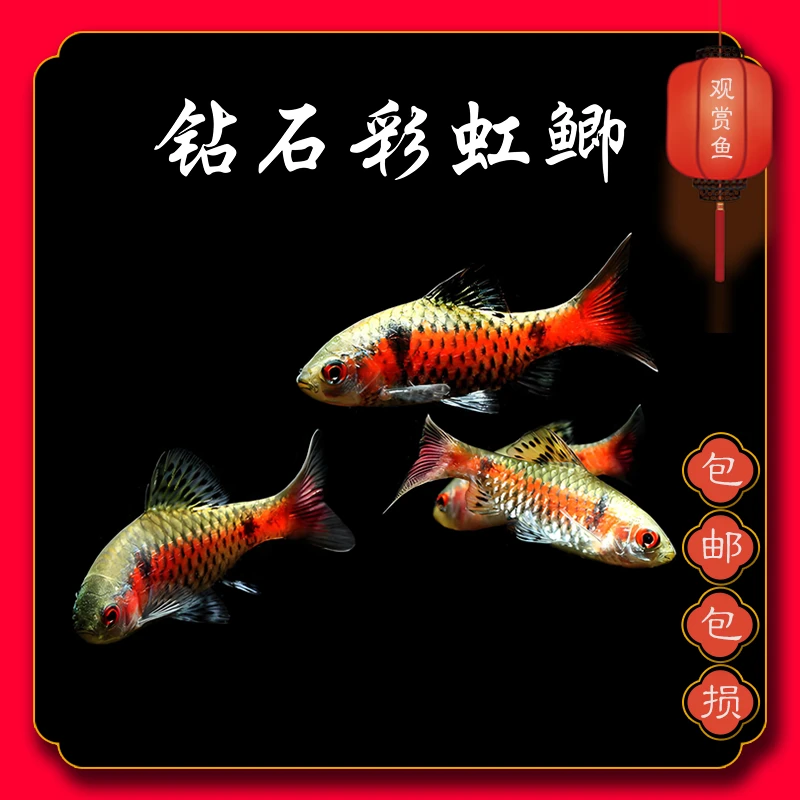 钻石彩虹鲫冷水鱼群游鱼混养活体观赏鱼耐寒耐热小型鱼鳑鲏鱼