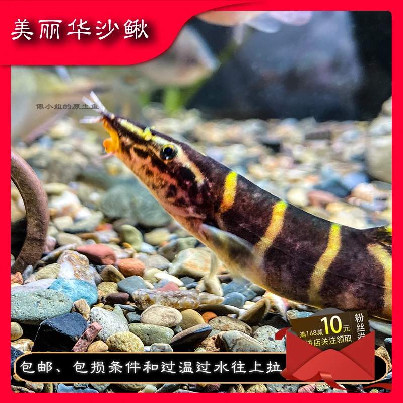 美丽华沙鳅原生鱼冷水鱼观赏鱼翻沙鱼清道夫清洁鱼底栖鱼工具鱼