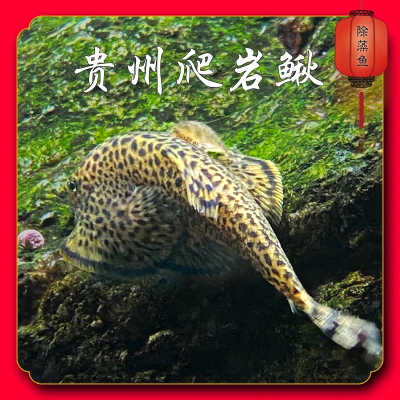 贵州爬岩鳅 除藻鱼 工具鱼 吸鳅 清道夫 不加温琵琶鱼淡水鱼发货