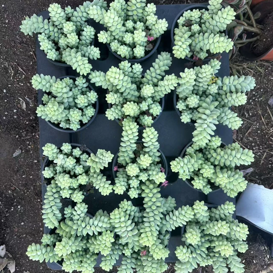 玉坠 多肉植物  满15包邮