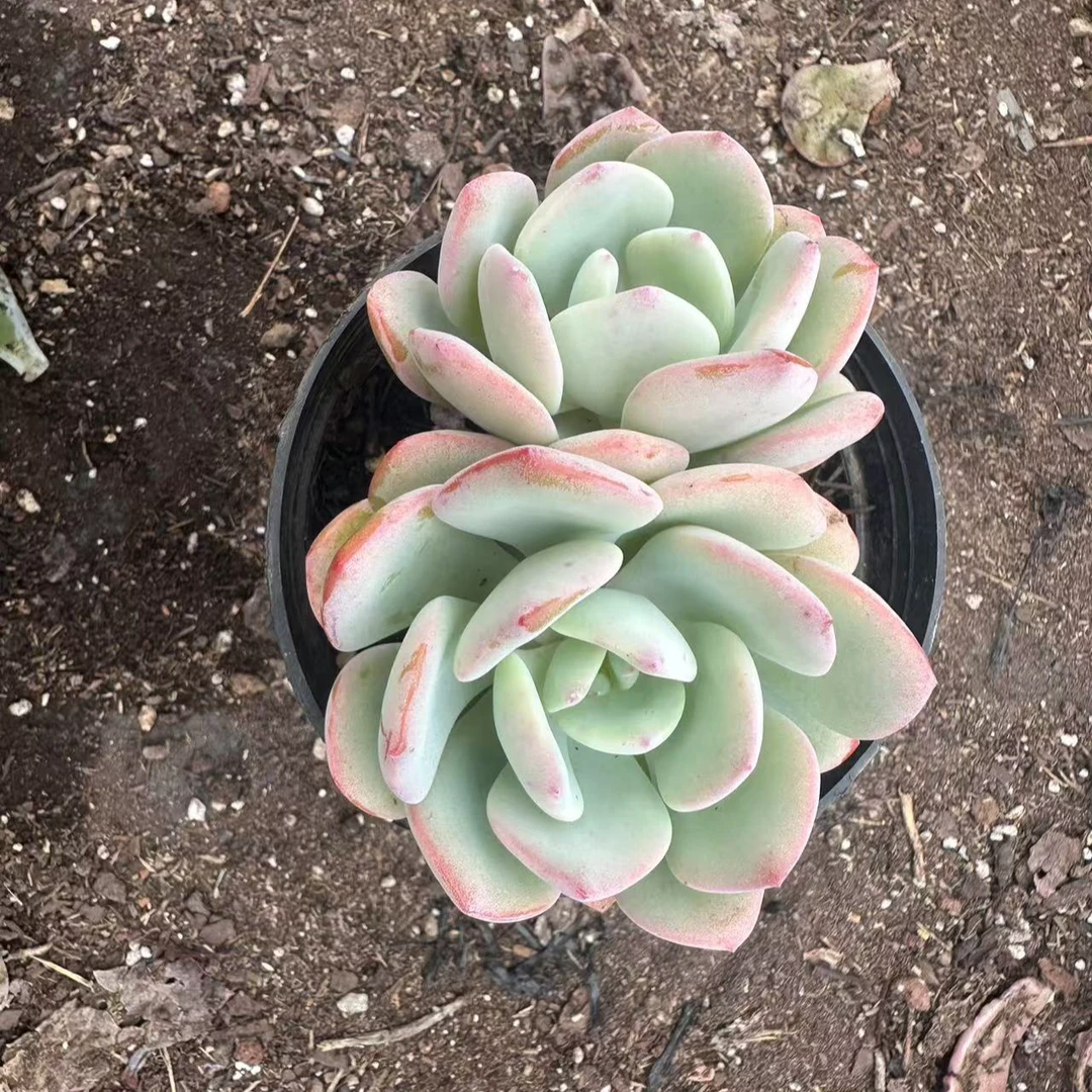 白月光 多肉植物 满15包邮