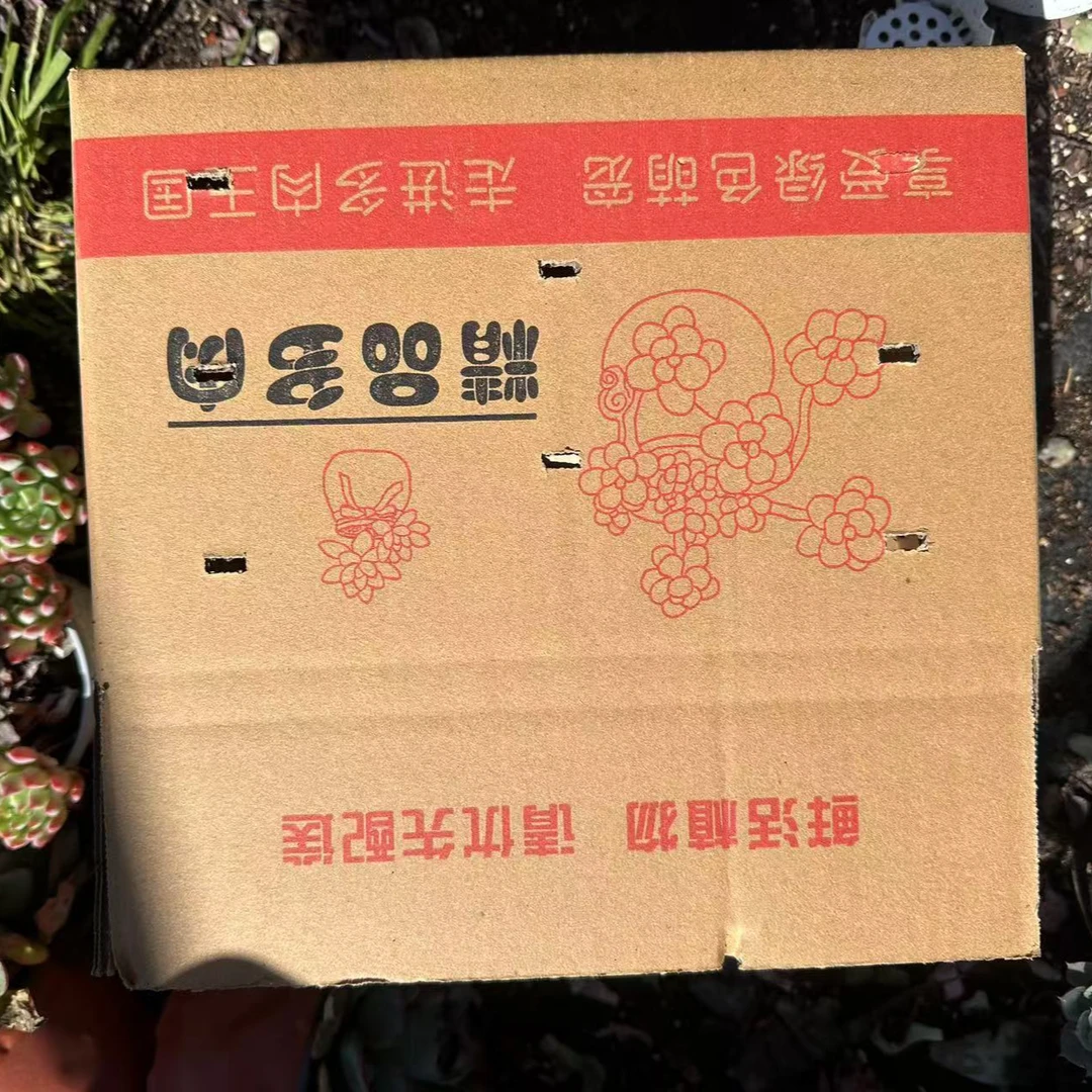5号箱 一整箱 多肉