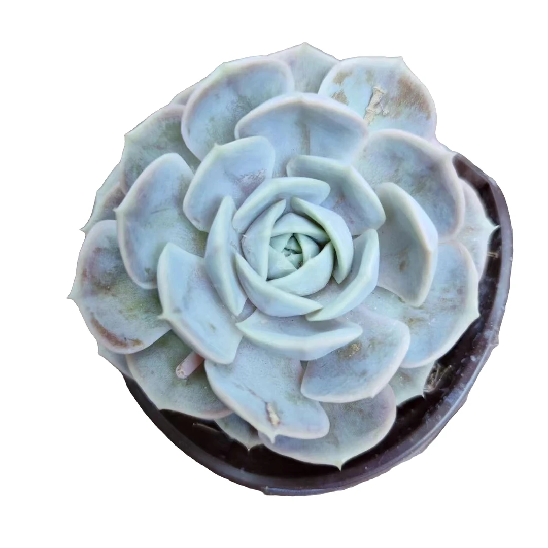 蓝色惊喜 多肉植物 脱土发货