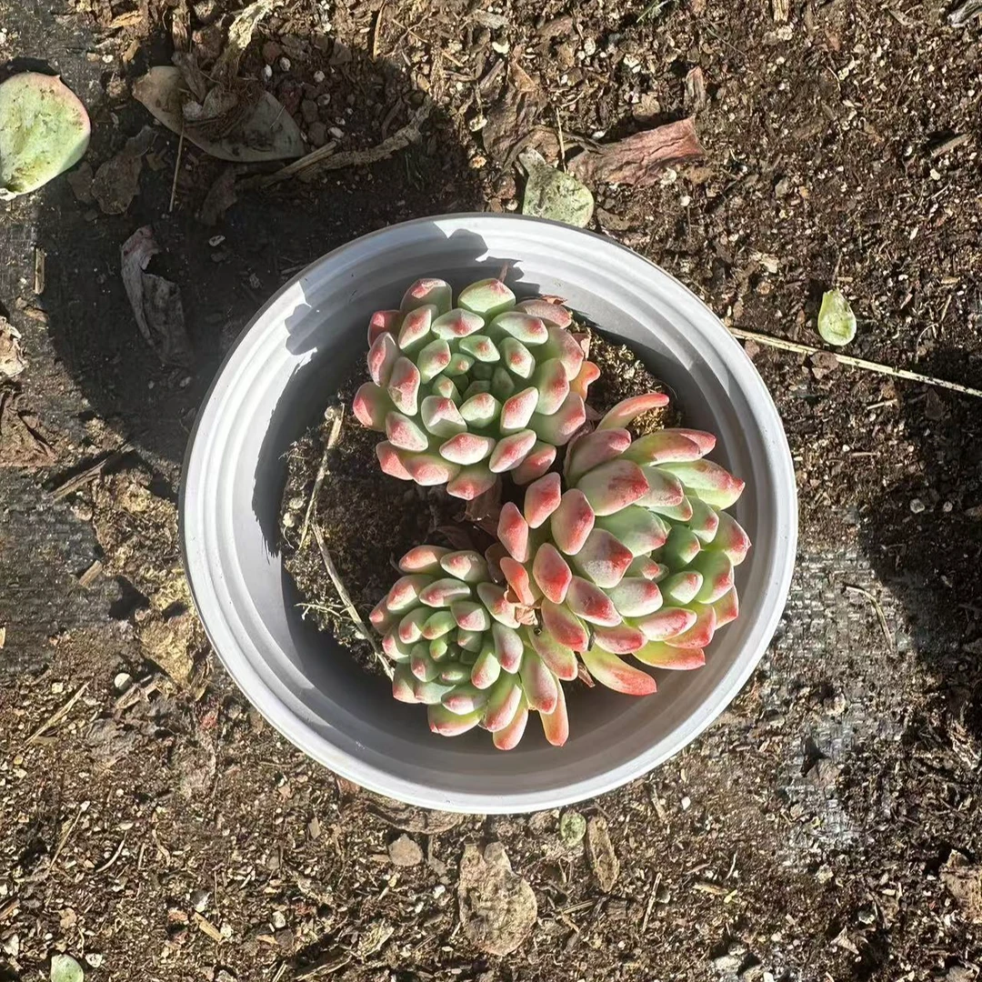 蓝苹果 多肉植物  满15包邮