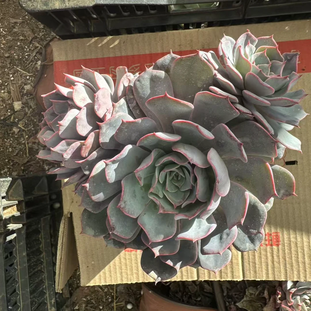 劳伦斯  多肉植物 满15 包邮