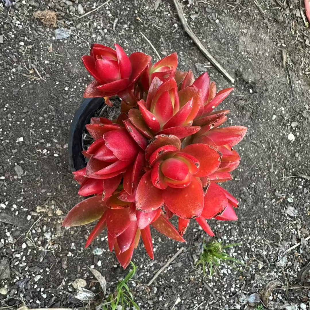 火祭 多肉植物 满15包邮