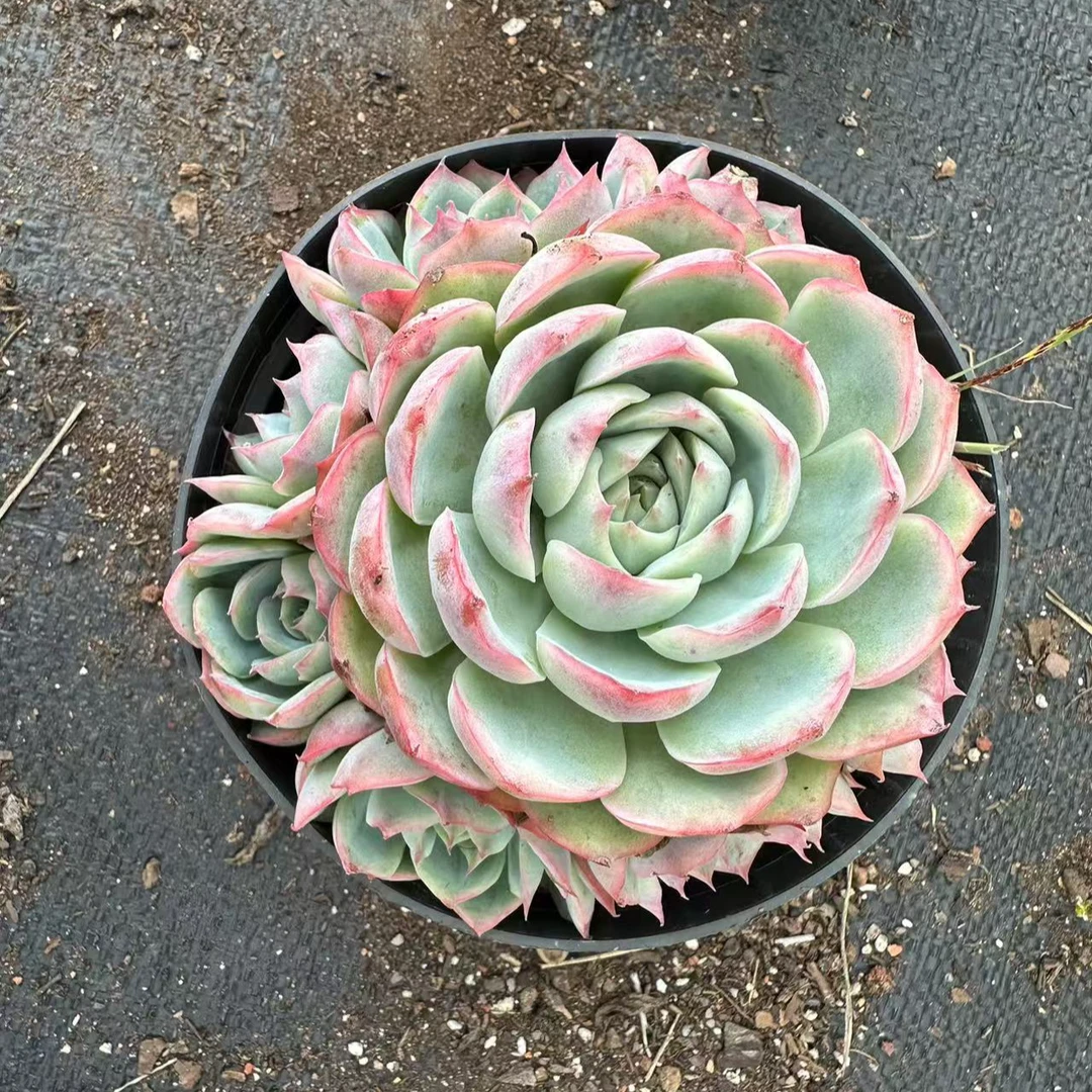 侧影 多肉植物  满15包邮