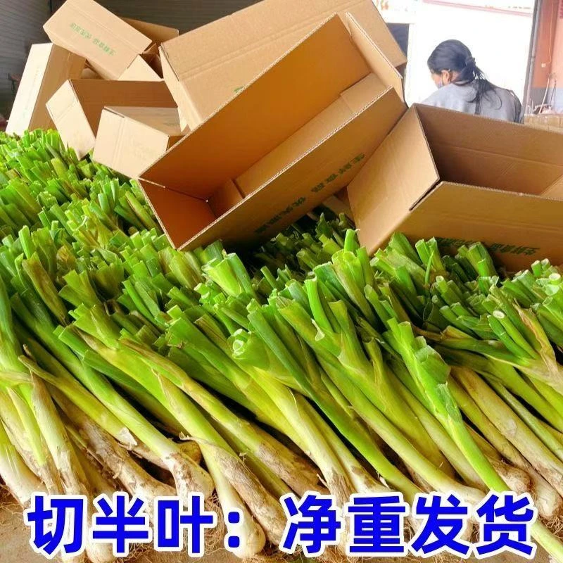 山西鸡腿大葱新鲜蔬菜农家现刨甜辣大葱味道浓郁炖肉味香 净重5斤