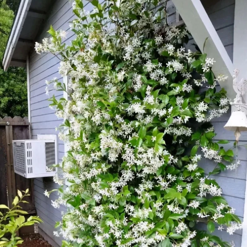 风车茉莉盆栽懒好养络石藤垂丝爬藤花卉耐寒阳台盆栽植物四季开花