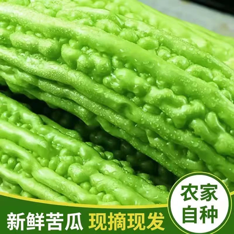 垄上歌垚山东产地农家当季新鲜脆嫩食用肉厚苦瓜现摘现发3斤5斤