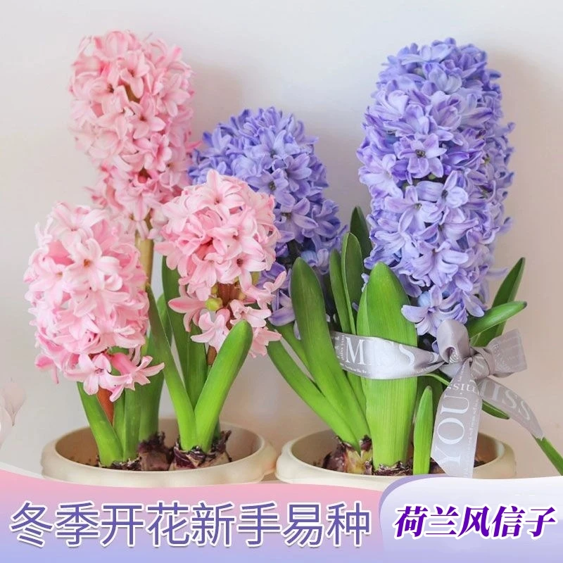 进口风信子种球水培植物易活耐寒四季开花土培盆栽花卉球根花种子