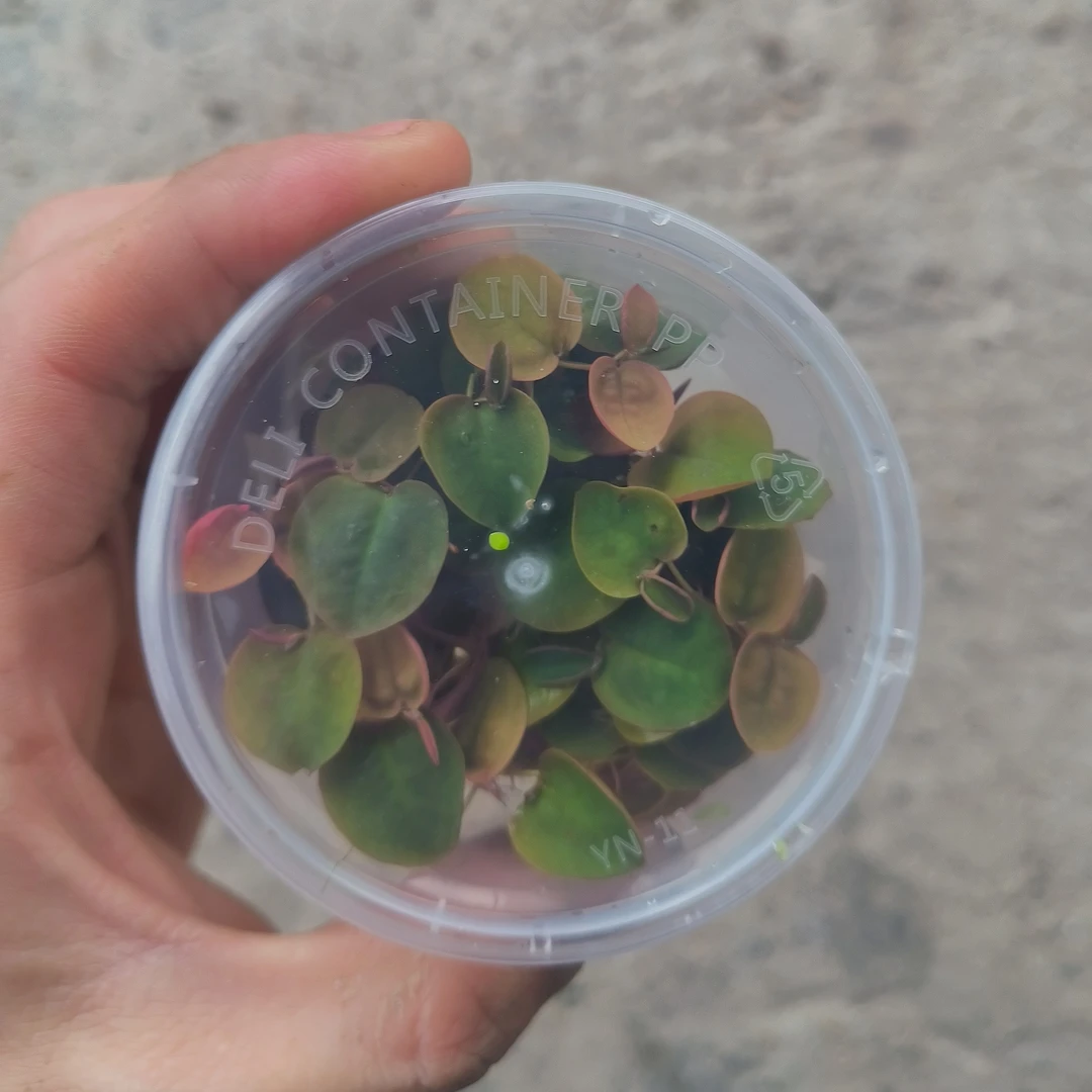 红毛丹浮萍，观赏性浮萍，古法养鱼浮萍水草迷你水培植物水草植物