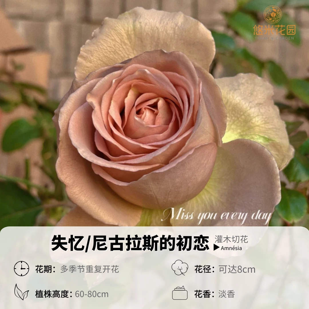 悠米花园【失忆】1加仑根接【尼古拉斯的初恋】复古色勤切花月季品种