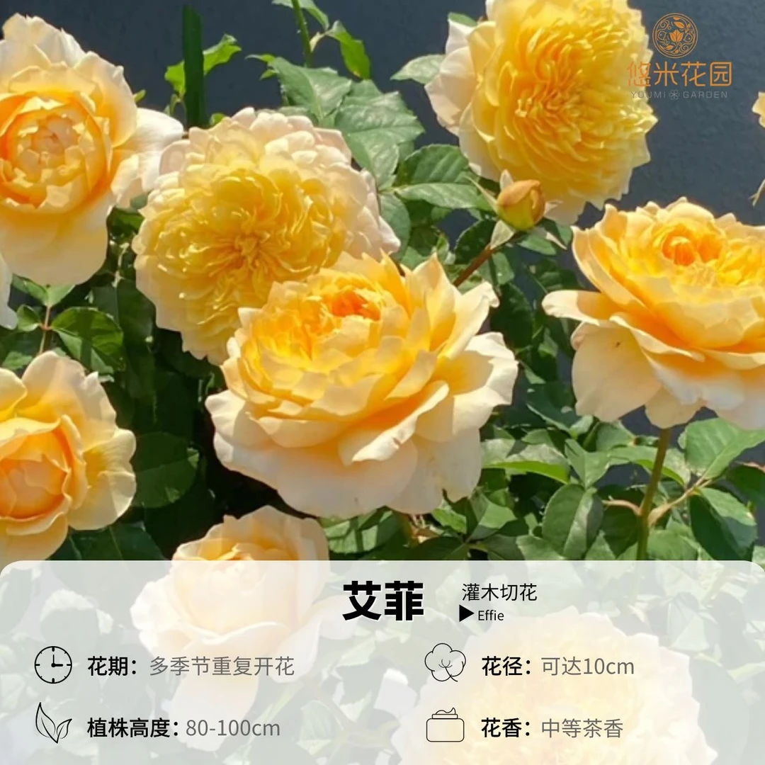 悠米花园【艾菲】1加仑扦插根接 月季大花切花 灌木原盆 庭院盆栽
