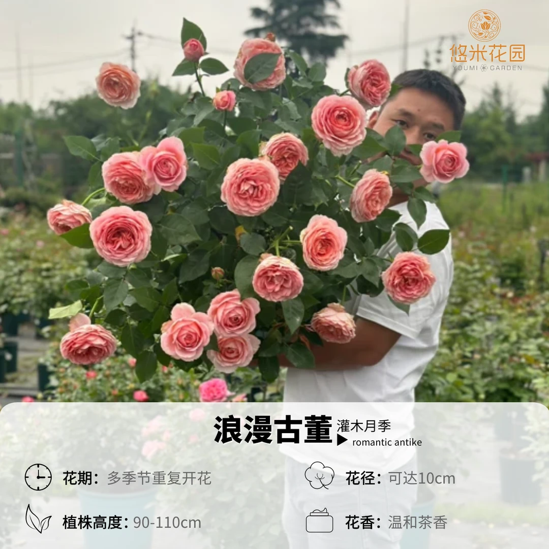 悠米花园【浪漫古董】1.5加仑根接 月季盆栽阳台多季勤花丰花玫瑰