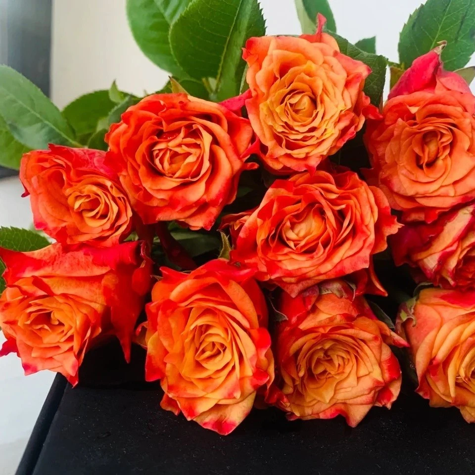 悠米花园【切花火焰】2加仑扦插 月季多季节开花耐寒抗病强庭院原盆