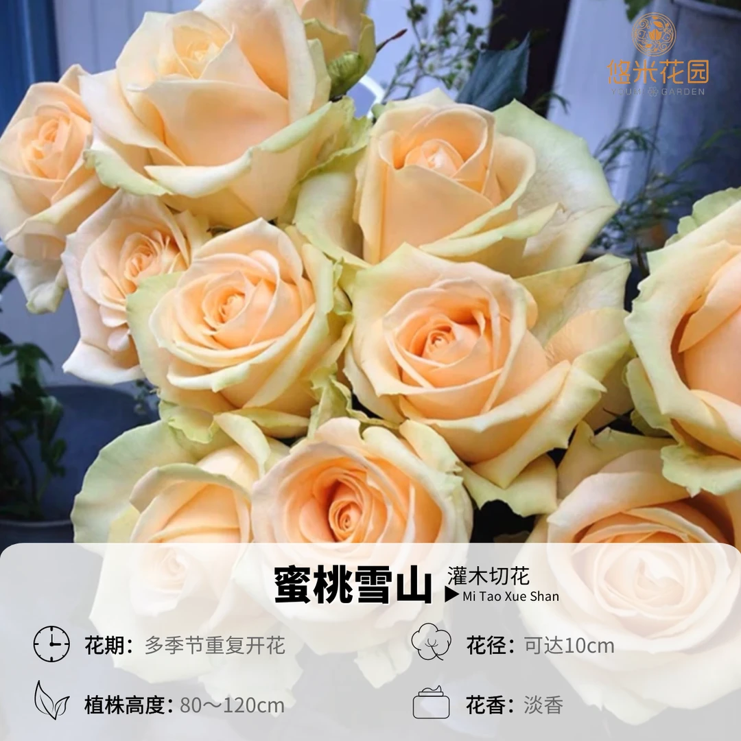 悠米花园【蜜桃雪山】2加仑扦插根接 月季阳台花卉庭院花园绿植