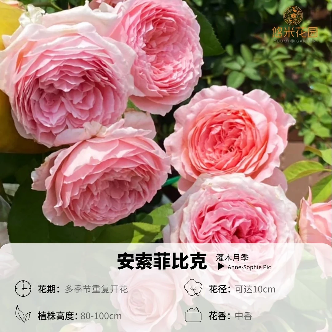 悠米花园【安索菲比克】2加仑根接 月季大花耐热勤花丰花抗病粉色