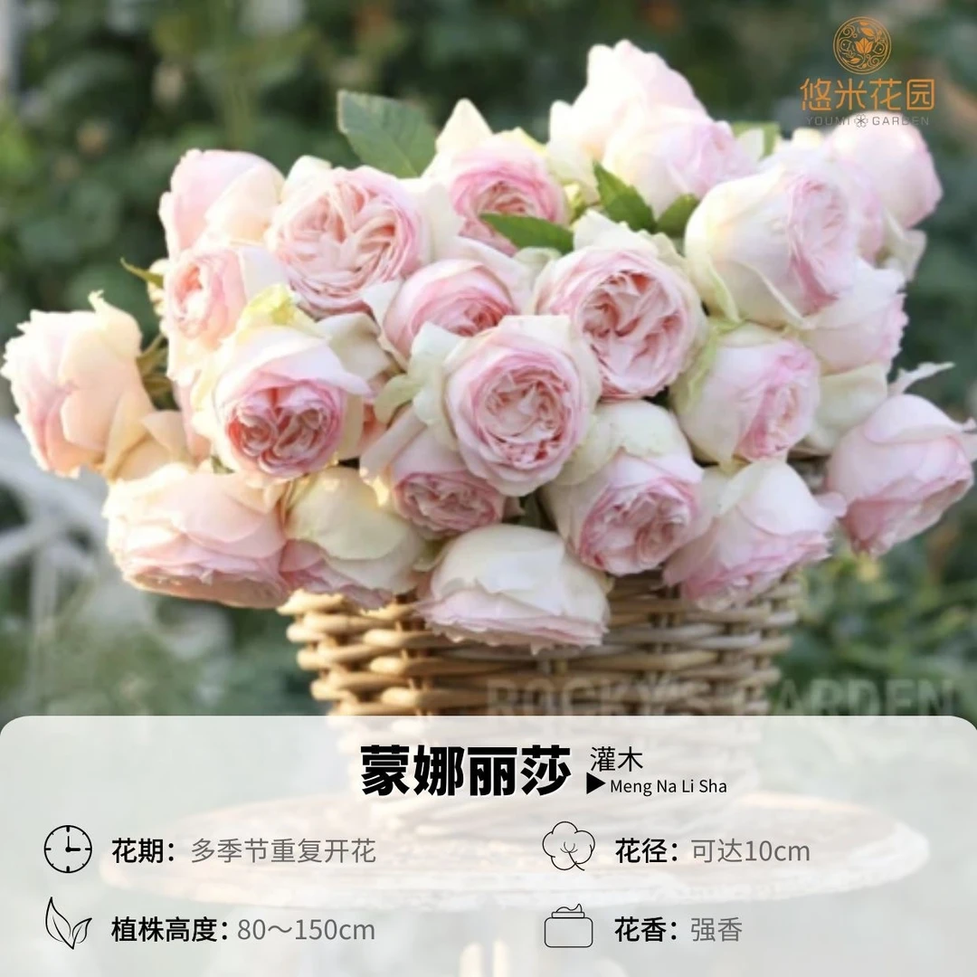 悠米花园【蒙娜丽莎】2加仑根接 月季浓香多季粉包子庭院阳台盆栽