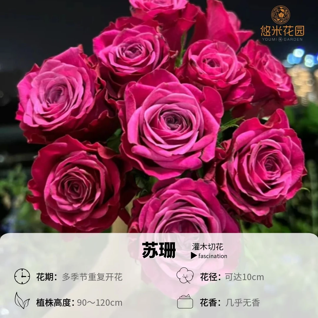 悠米花园【苏珊】1加仑2加仑根接 切花月季盆栽粉紫色花瓣厚实