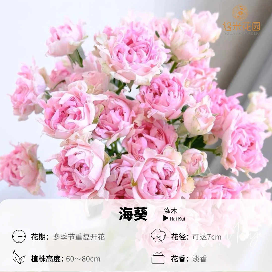 悠米花园【海葵】2加仑根接 多头耐热颜值高阳台绿植花卉
