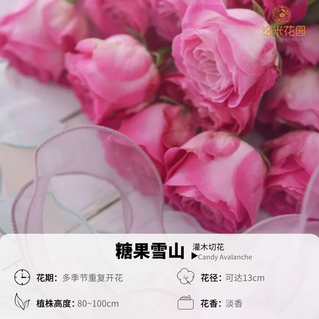 悠米花园SL【糖果雪山】15杯月季切花多季开花多头
