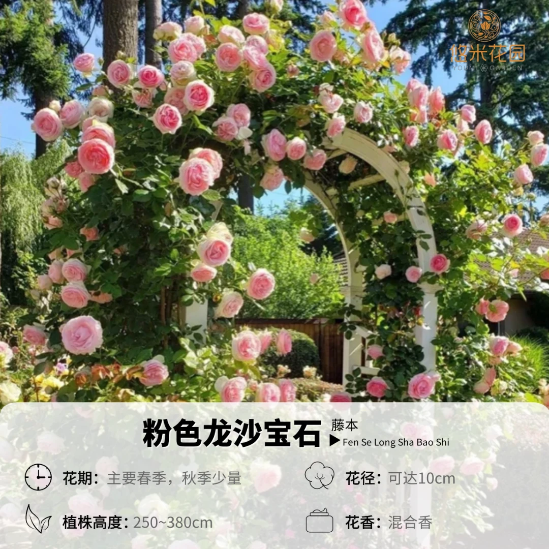 悠米花园【粉色龙沙宝石】2加扦插阳台月季庭院植物树花卉盆栽花卉