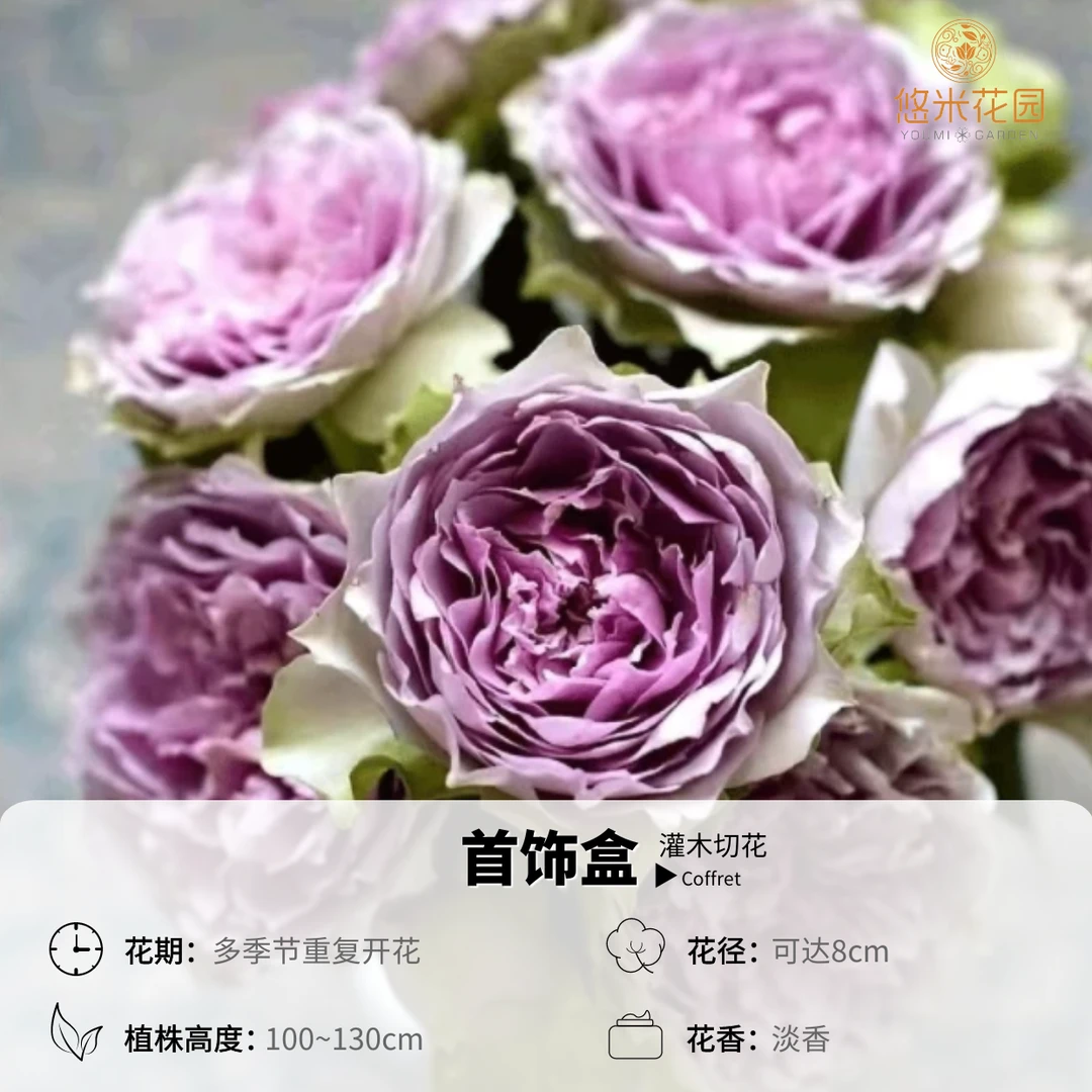 悠米花园【首饰盒】2加仑根接 月季多季开花耐寒抗病性强庭院阳台