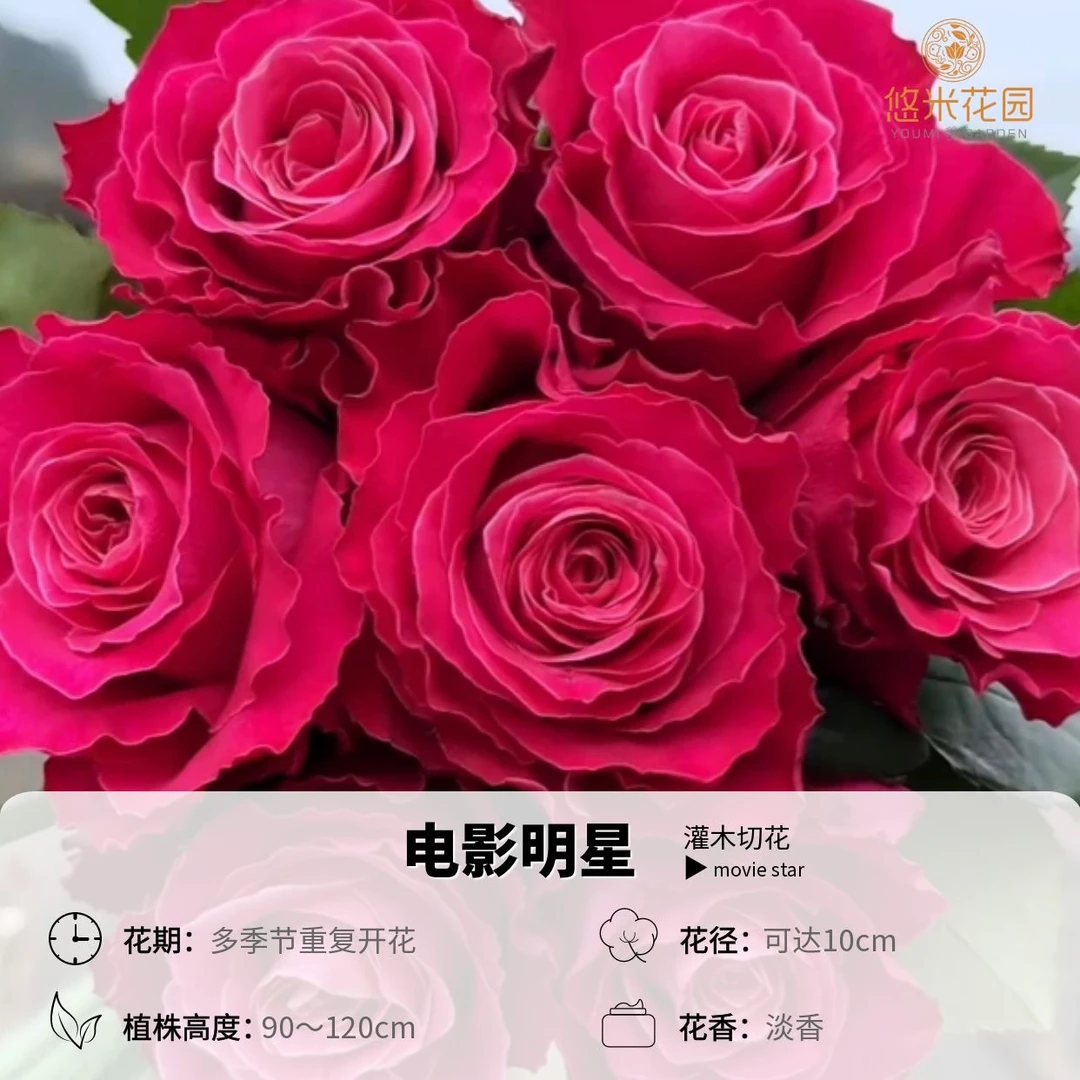 悠米花园【电影明星】1加2加仑根接 切花月季盆栽耐开直立性好