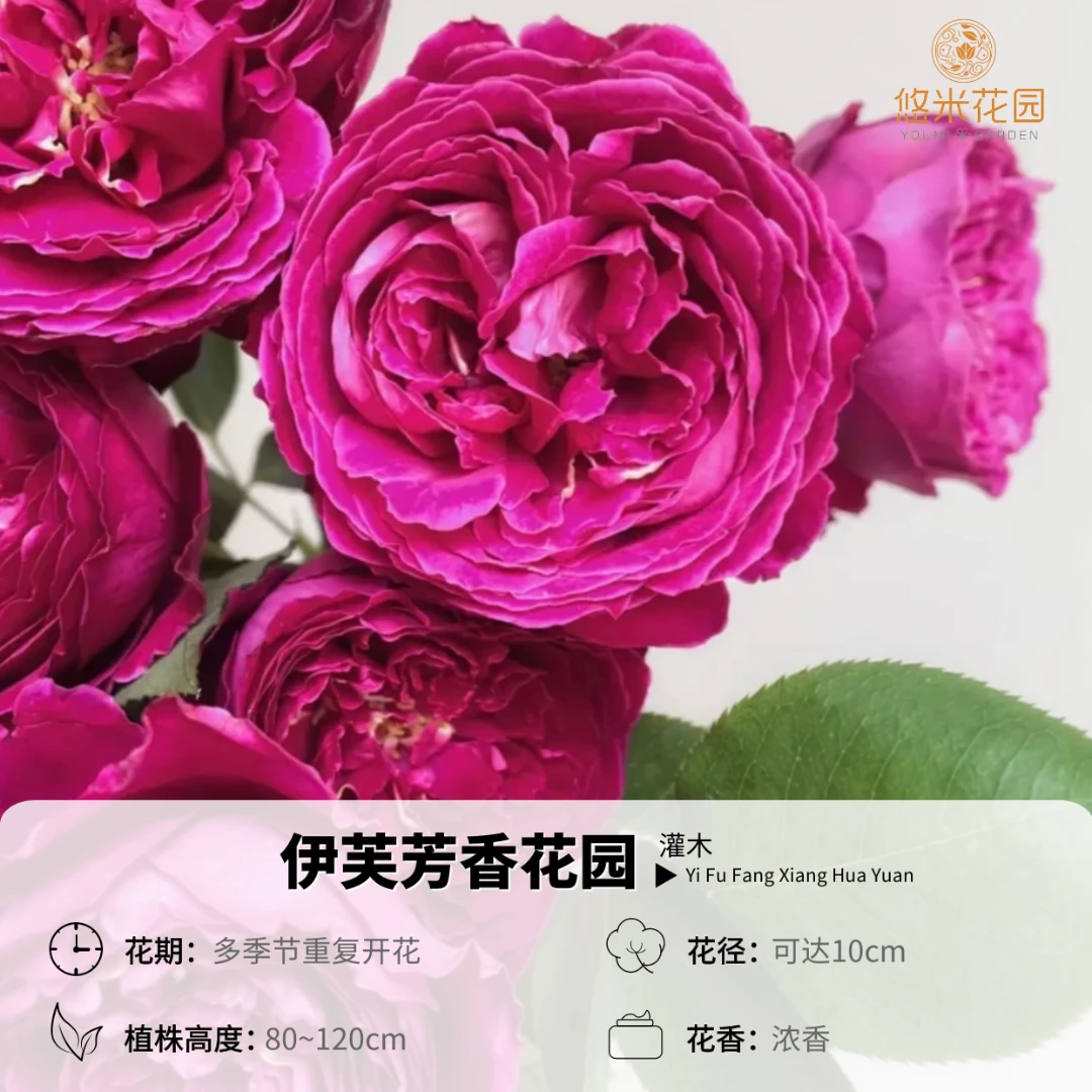 悠米花园【芳香花园】1加仑扦插 浓香月季 伊芙系列大花 花园植物
