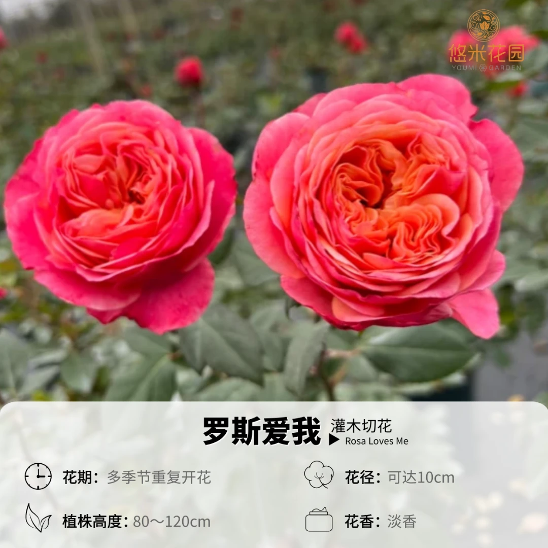 悠米花园【罗斯爱我】1加仑根接  月季新品橙黄色花阳台庭院地栽