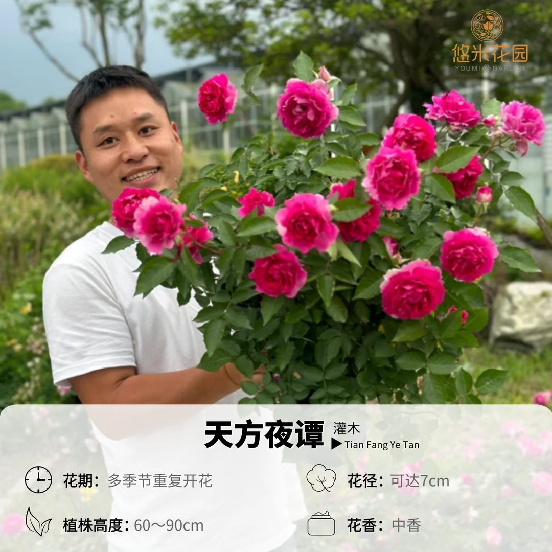 悠米花园【天方夜谭】1加仑根接 月季花大浓香勤花紫粉色
