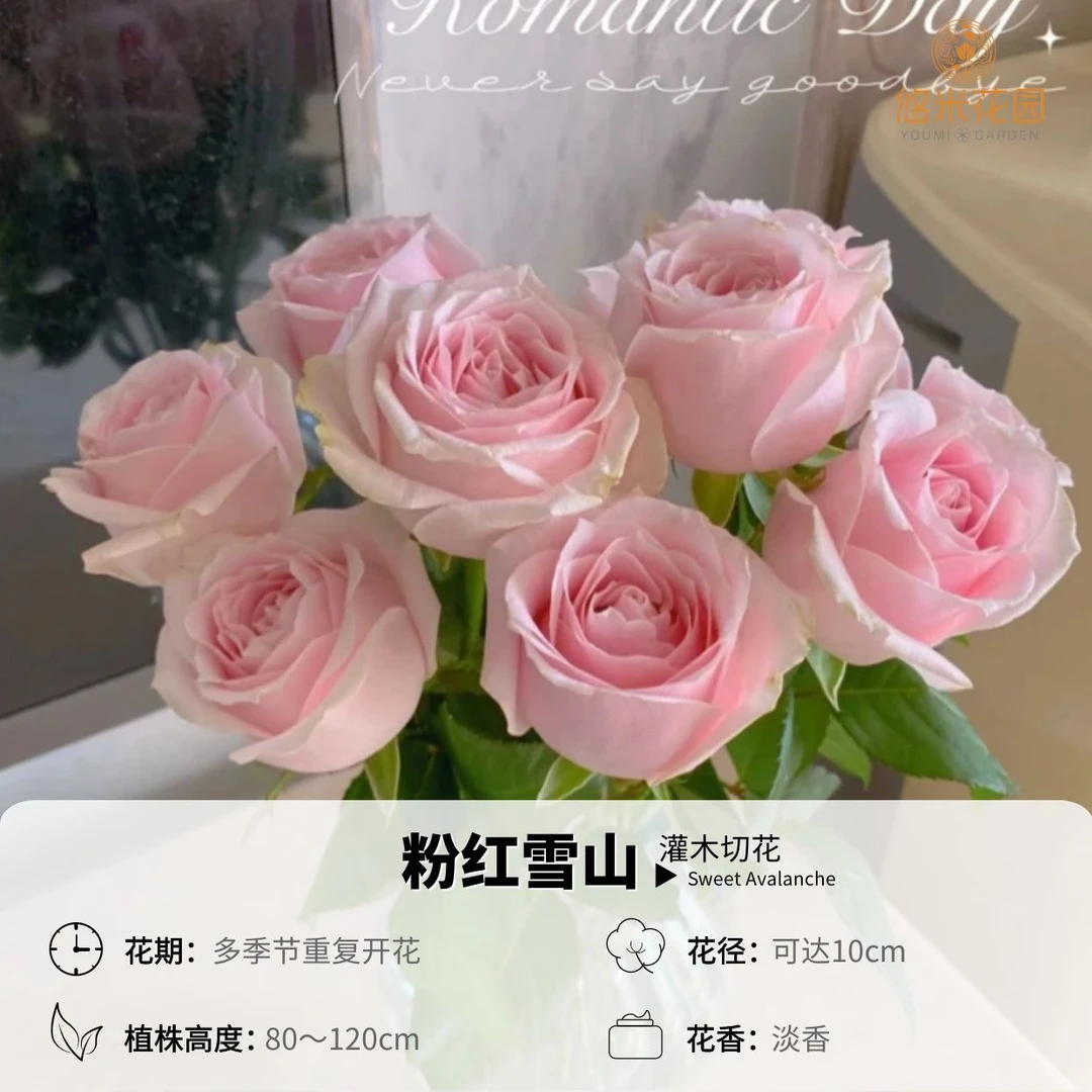 悠米花园【粉红雪山】1加仑根接 月季大花阳台绿植耐热抗病切花玫瑰