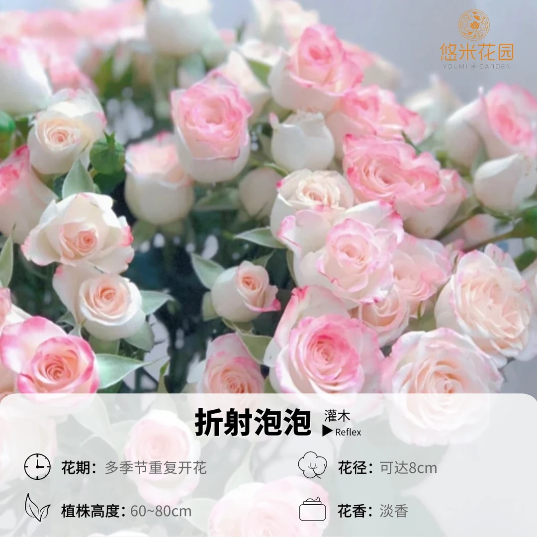 悠米花园【折射泡泡】2加仑扦插 月季新手多头复花快开花生长种植