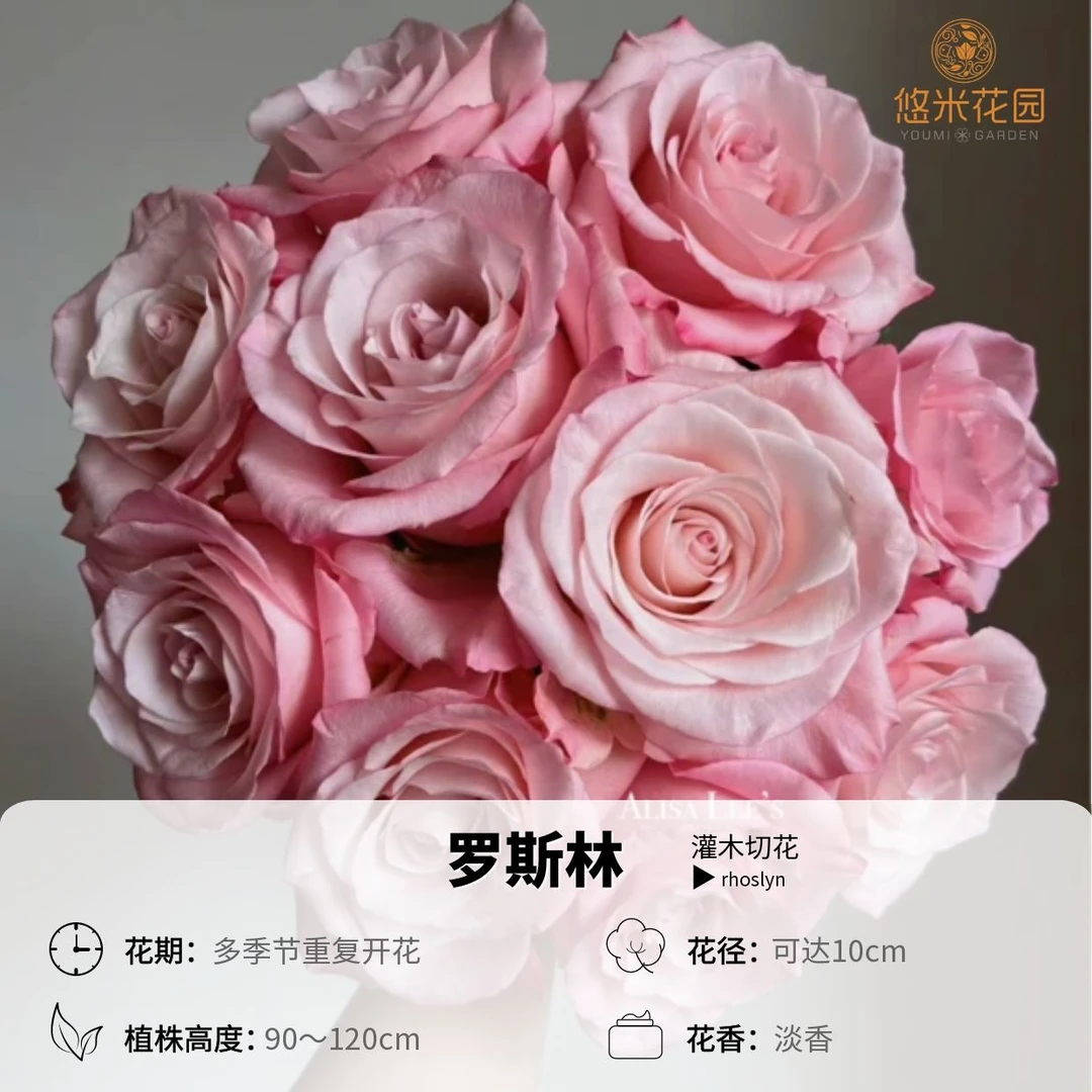悠米花园【切花罗斯林】1加仑根接 切花月季盆栽大花外粉内黄渐变