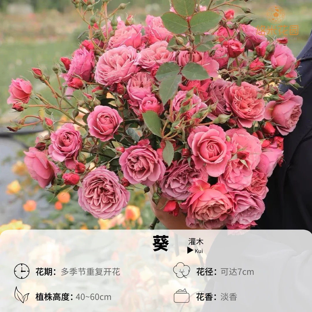悠米花园【葵】2加仑棒棒糖 月季勤花多头复古色阳台庭院露台植物