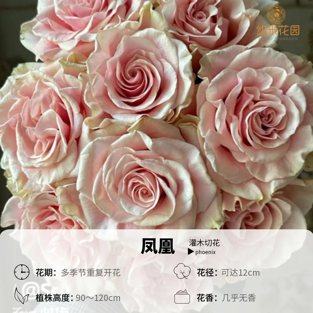悠米花园【凤凰】1加仑根接 切花月季盆栽